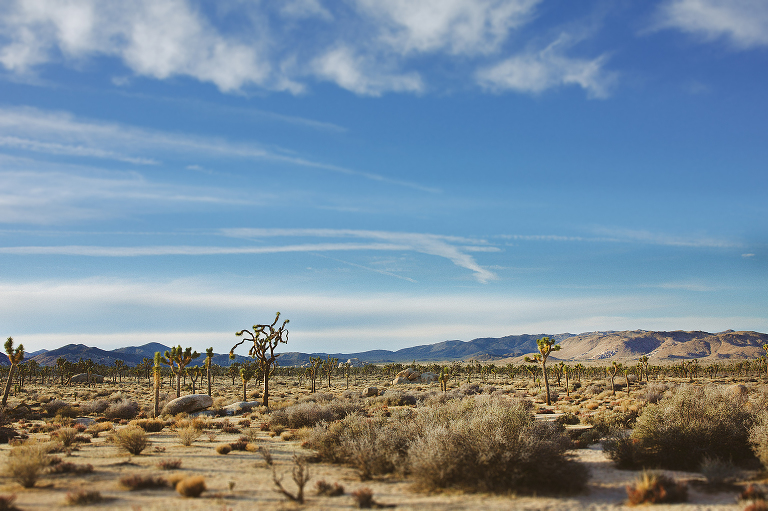 Hotmetalstudio joshua tree-245